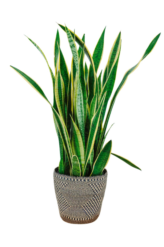 Bolga Flower Baskets - Black & Natural